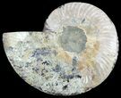 Cut Ammonite Fossil (Half) - Agatized #47703-1